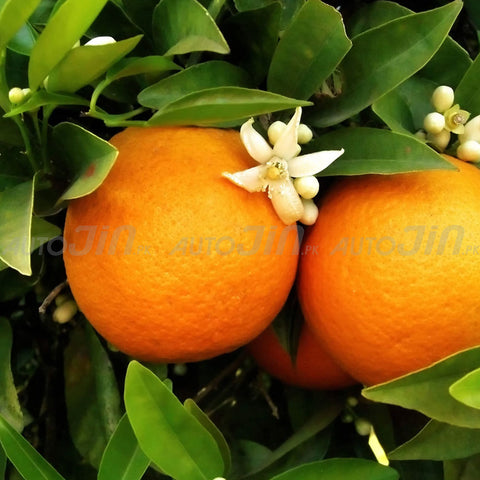 Coral Air Freshener Orange Blossom - 300ML - Car, Room & Office